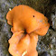Orange peel fungus