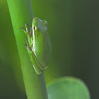 green tree frog