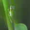 green tree frog
