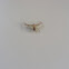 Crab Spider