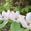 Flowering Quince