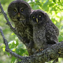 Great Grey Owl