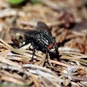 Flesh Fly - Masařka obecná