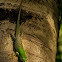 Philippine Spotted-Green Tree Skink