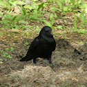 Common Raven