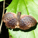 Enega Bent-wing or Möschler's Bent-Skipper