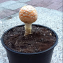 Fly agaric