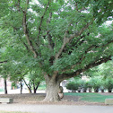 Amur cork tree