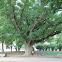 Amur cork tree