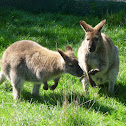 Wallaby