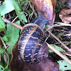 Brown Garden Snail