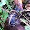 Brown Garden Snail