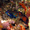 Underwater World