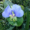 False Day Flower