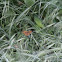 Boloria