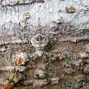 2-tailed spider