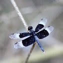 Pied Paddy Skimmer (Male)