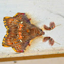 Noctuid moth