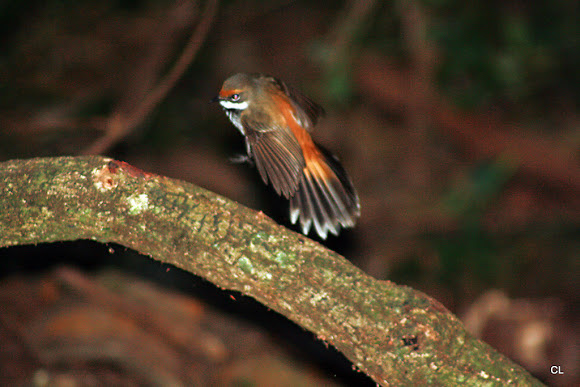 Spotting Image 1