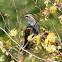 European Starling