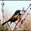 Common Grackle