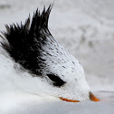 Royal Tern