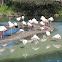 Flamingos