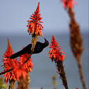 Meves's Glossy-starling