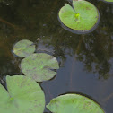 Lily pads