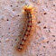 Caterpillar