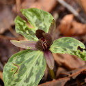 Relict Trillium