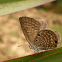 Plains Cupid