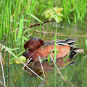 Cinnamon Teal