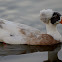 Pied Crested Duck