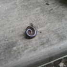 Millipede