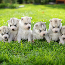 Huskies by Paweł Prus - Animals - Dogs Puppies ( siberian husky puppy puppies grey )