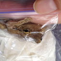 Cuban Tree Frog