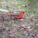 Cardinal