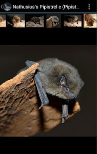 How to mod BatLib - Bat calls 1.4 mod apk for pc