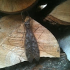 Dobson Fly