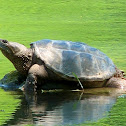 Snapping Turtle