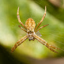 St. Andrew's Cross Spiders