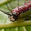 Caterpillar