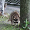 raccoon