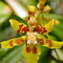 Loose Cali Oncidium