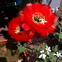 Echinopsis huacha red form