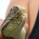 Equis -  fer-de-lance