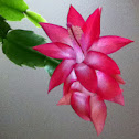 Christmas Cactus