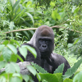 Gorilla  by Chuck Gant - Wildlife Mammals ( gorilla )