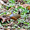 Gray-necked Wood Rail